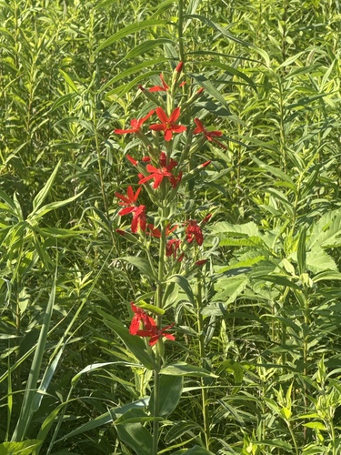 Silene regia