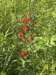 Silene regia