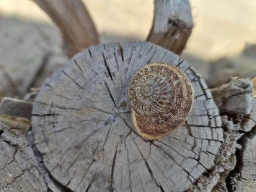 Chocolate-band Snail