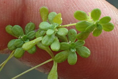 Callitriche heterophylla