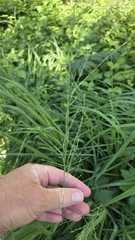 Molinia arundinacea, photograph (c) Christoph Moning, some rights reserved (CC BY)