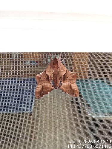 Blinded Sphinx