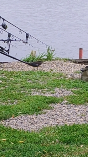 Eurasian Moorhen