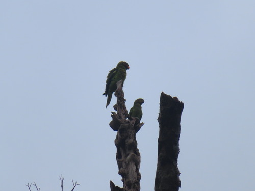 Long-tailed Parakeet