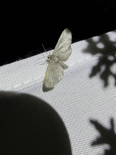 iNaturalist observation photo of Geometer Moths