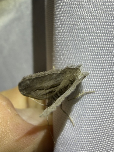 iNaturalist observation photo of Angle Moths and Allies