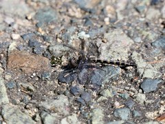 Williamsonia lintneri