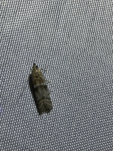 iNaturalist observation photo of Phycitini