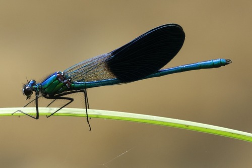 Western Demoiselle