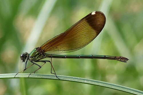 Copper Demoiselle