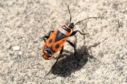 European Firebug