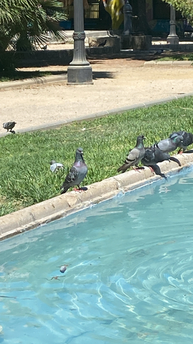 Rock Pigeon