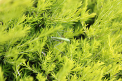 Pseudomantis albofimbriata