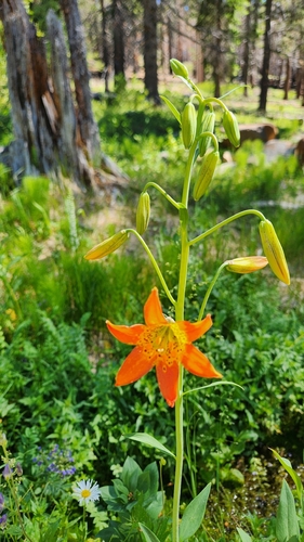 iNaturalist observation photo of Sierra Tiger Lily