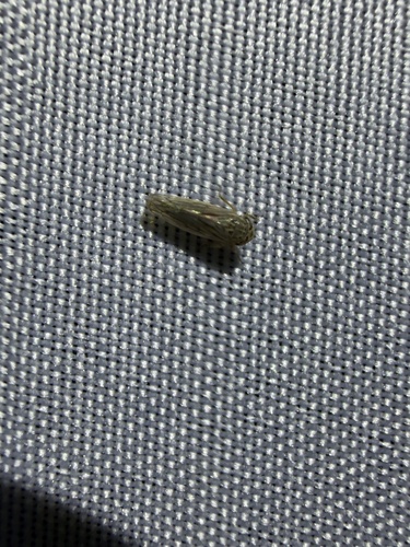 iNaturalist observation photo of Typical Leafhoppers