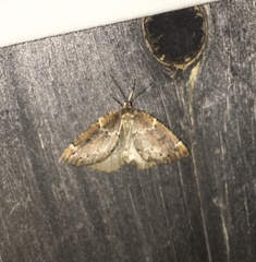 Spodolepis substriataria