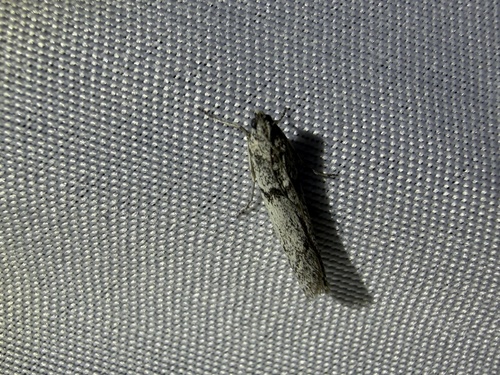 iNaturalist observation photo of Phycitini