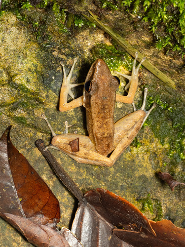 Bijurana nicobariensis observed 2026-06-26