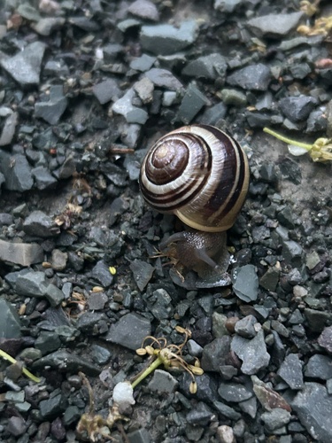 Cepaea