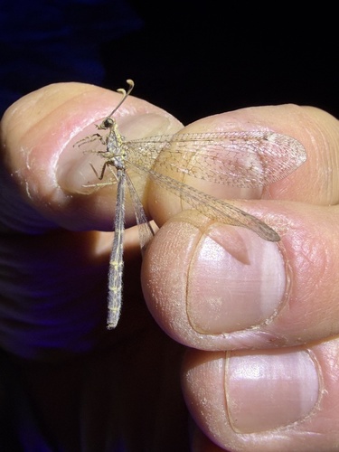 iNaturalist observation photo of Antlions and Owlflies