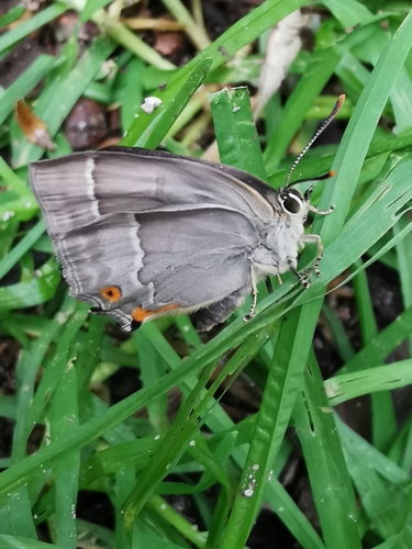 Purple hairstreak