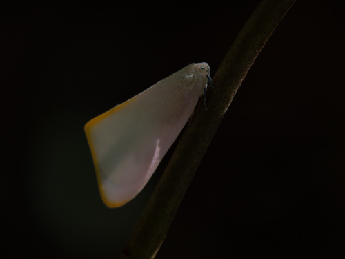Nephesa truncaticornis observed 2026-06-27