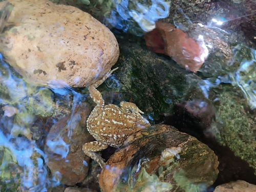 Spiny Toad