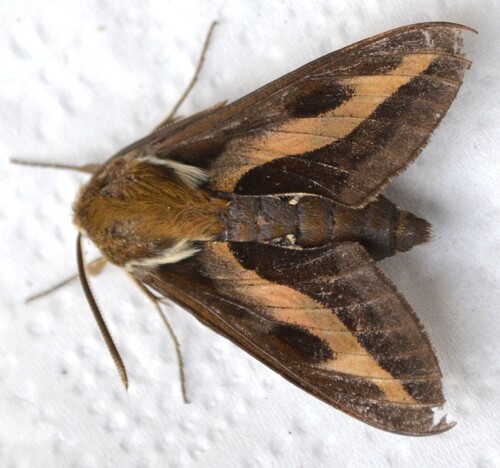 Bedstraw Hawkmoth