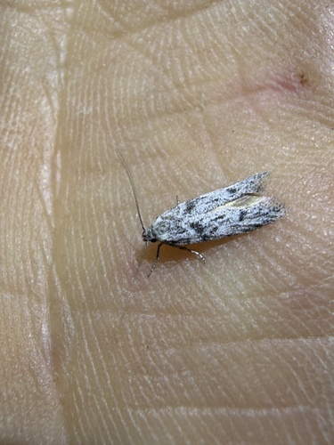 iNaturalist observation photo of Curved-horn Moths