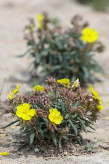 Helianthemum syriacum, photograph (c) Tom Field, some rights reserved (CC BY)
