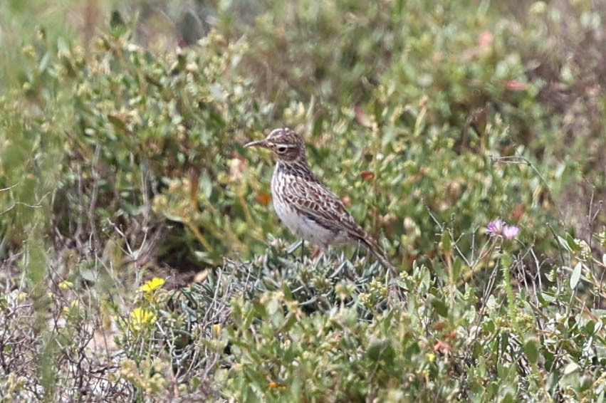 Dupont's Lark (Chersophilus duponti), photo 8