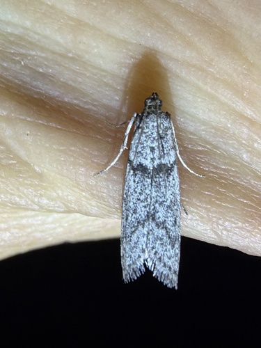 iNaturalist observation photo of Phycitini