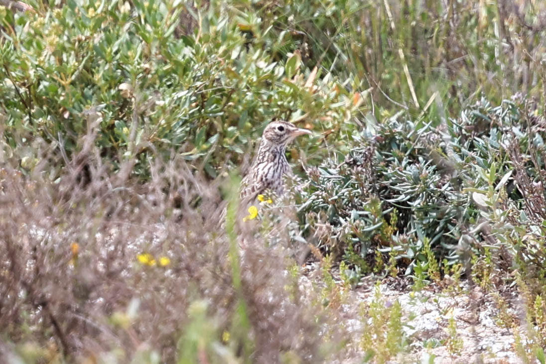 Dupont's Lark (Chersophilus duponti), photo 9