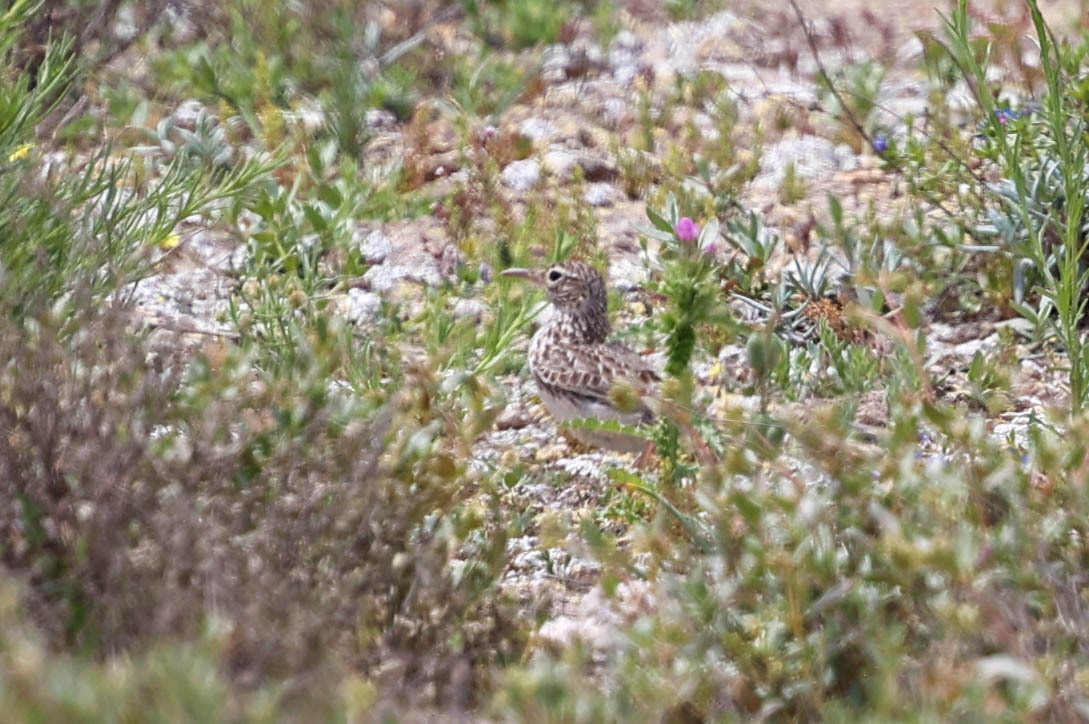 Dupont's Lark (Chersophilus duponti), photo 10