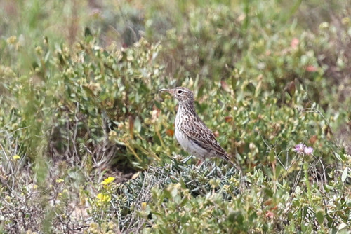Dupont's Lark (Chersophilus duponti), photo 2