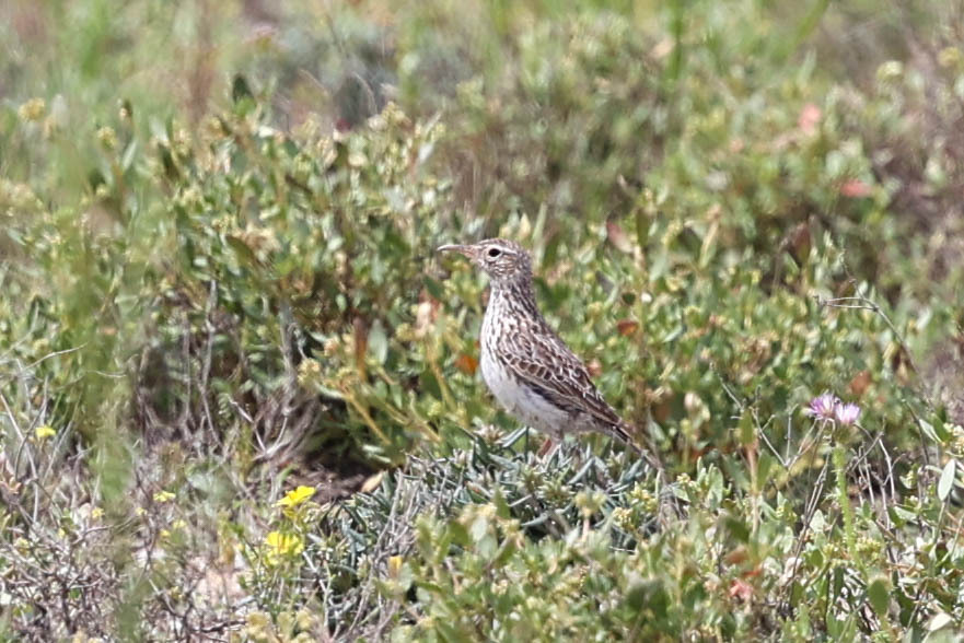 Dupont's Lark (Chersophilus duponti), photo 2