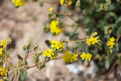 Helianthemum squamatum, photograph 3