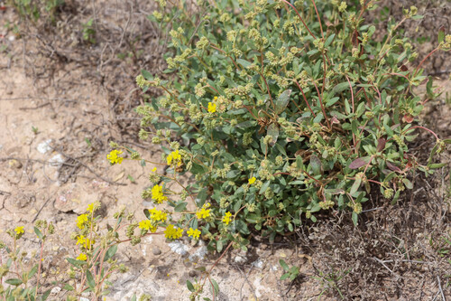 Helianthemum squamatum, photograph 4