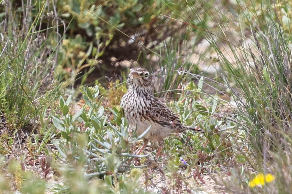 Dupont's Lark (Chersophilus duponti), photo 1
