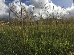 Bothriochloa pertusa