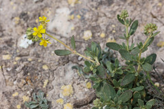Helianthemum squamatum, photograph (c) Tom Field, some rights reserved (CC BY)