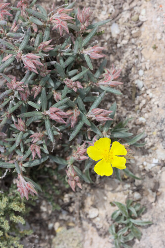 Helianthemum syriacum