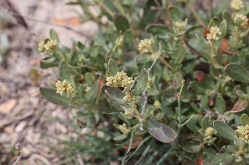 Helianthemum squamatum