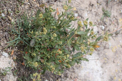 Helianthemum squamatum, photograph (c) Tom Field, some rights reserved (CC BY)