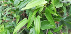 Dioscorea japonica