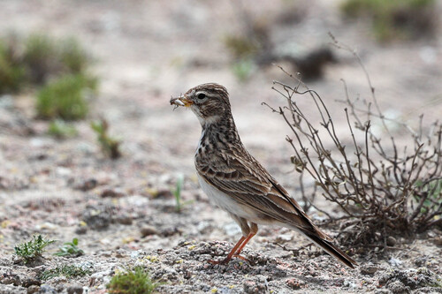 Terrera marismeña (Alaudala rufescens)