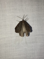 Spodolepis substriataria