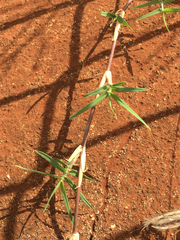 Bothriochloa pertusa