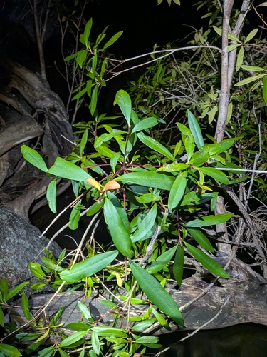 Tristaniopsis exiliflora observed 2026-07-03
