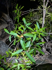 Tristaniopsis exiliflora